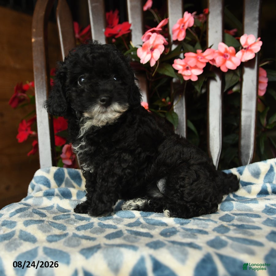 Toy Poodle dogs for sale: Hazel - Ad 3