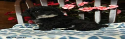 Toy Poodle dogs for sale: Hazel - Ad 1