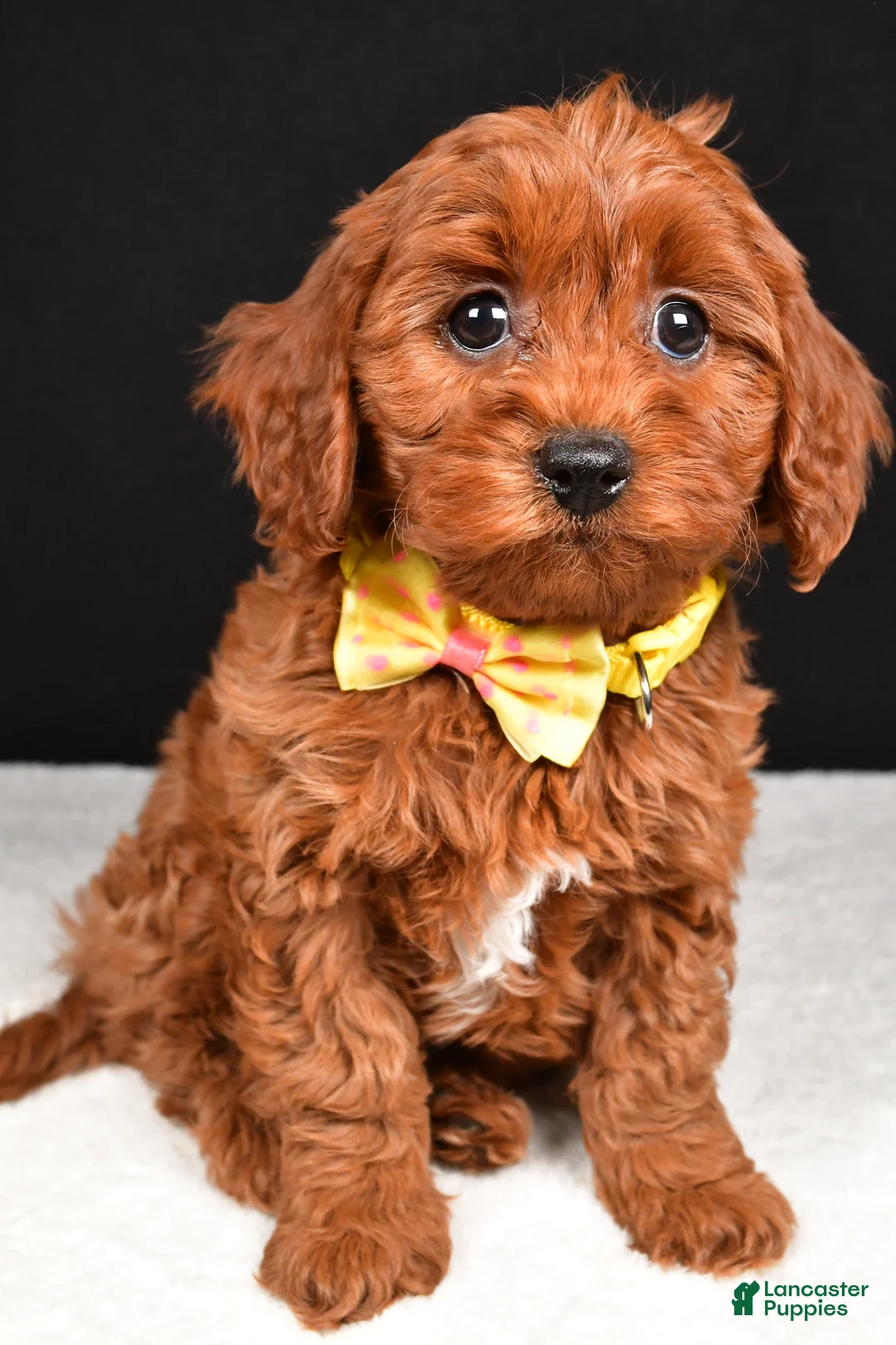 Cavapoo dogs for sale: Benny - Ad 5