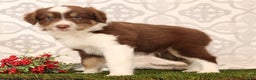 Miniature Australian Shepherd dogs for sale: Randy - Ad 2