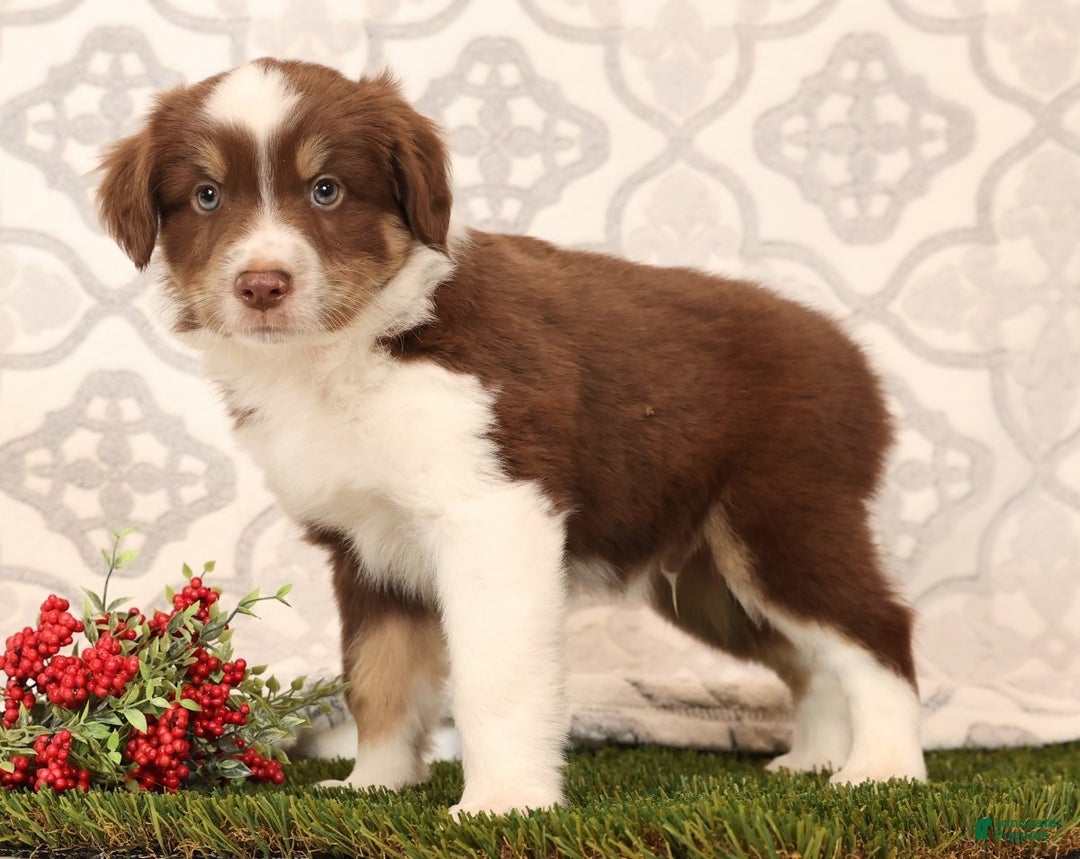 Miniature Australian Shepherd dogs for sale: Randy - Ad 2