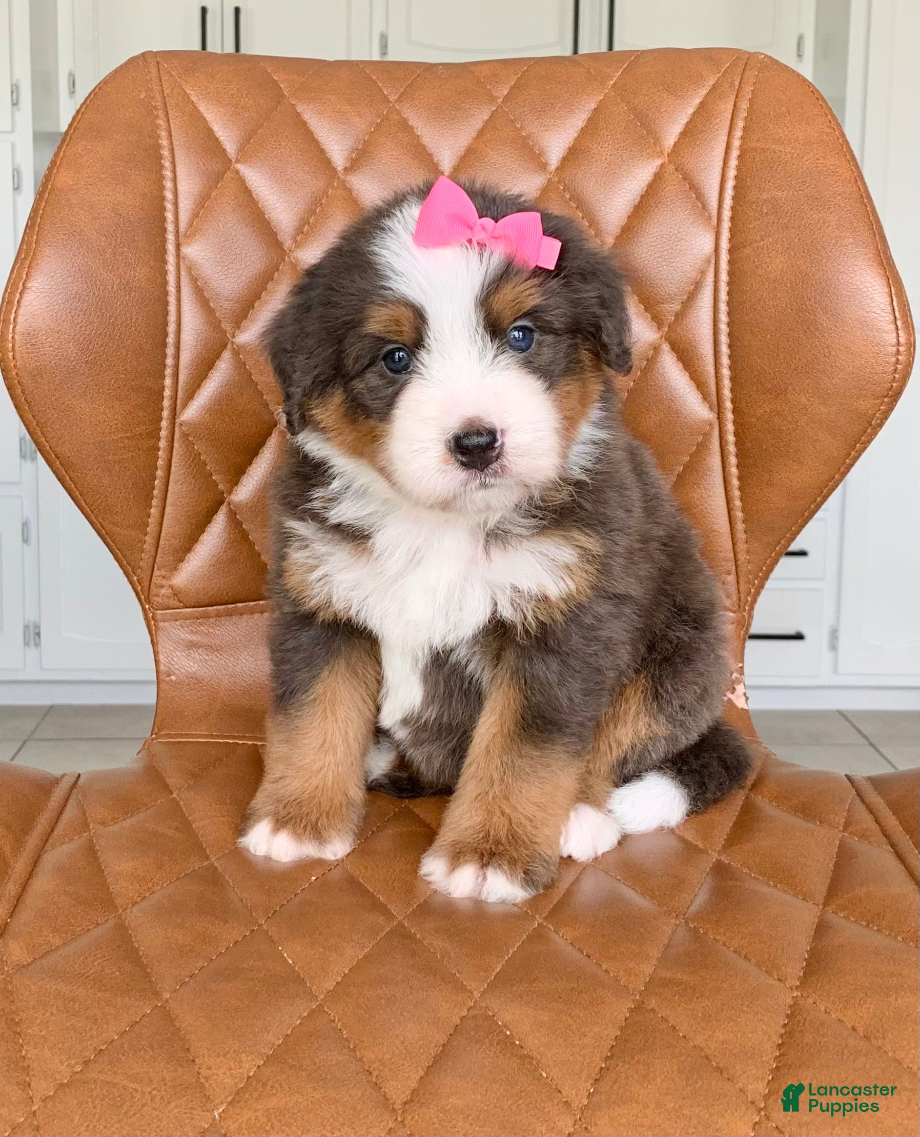 Bernedoodle dogs Skye - Ad 2