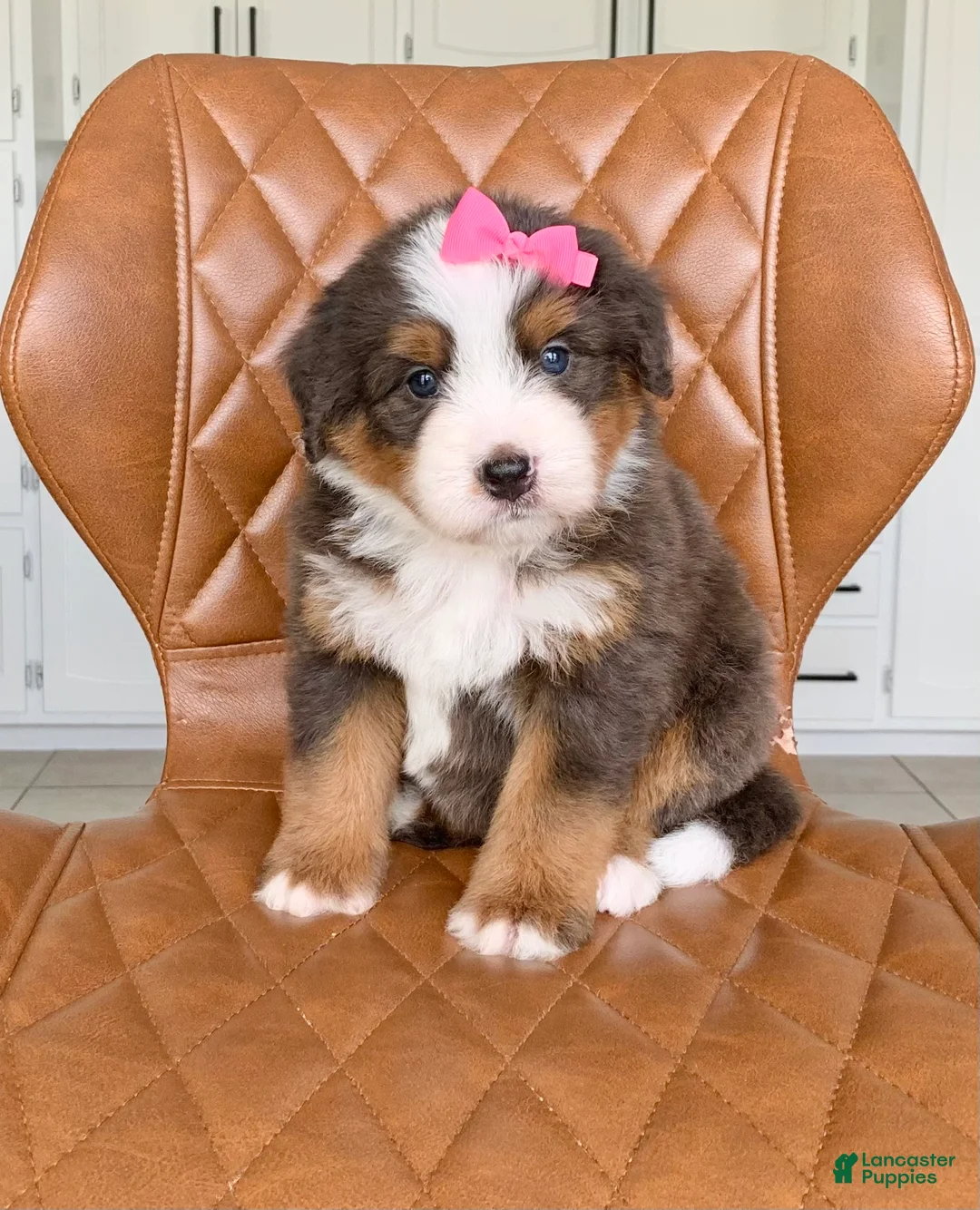 Bernedoodle dogs for sale: Skye - Ad 2