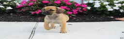 Puggle dogs for sale: Colorado - Ad 3