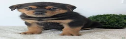 Mixed Breed dogs for sale: Phoenix  - Ad 11