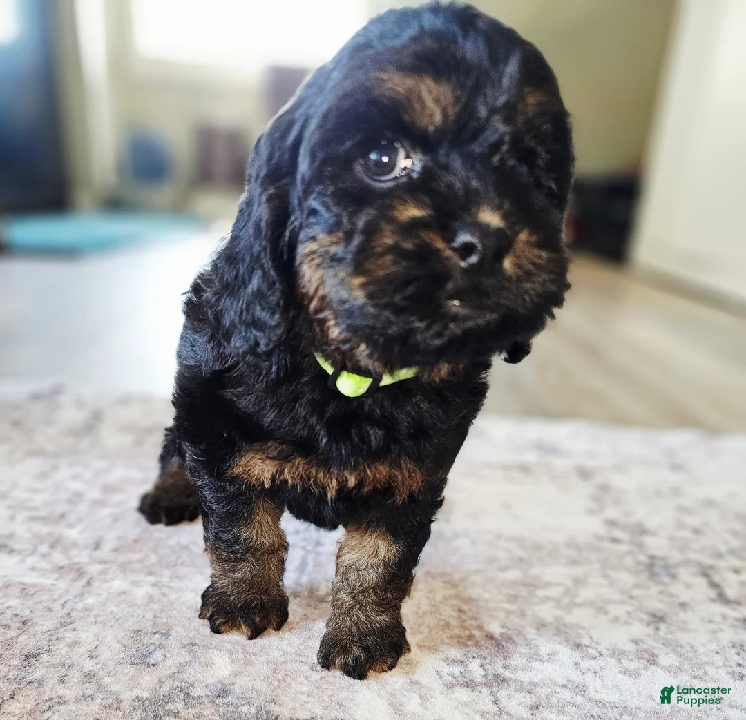 Cockapoo dogs for sale: Morgan - Ad 2