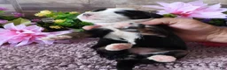 Mini Bernedoodle dogs for sale: #4 Female (Splash's) - Ad 2