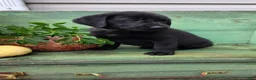 Labrador Retriever dogs for sale: Lucy - Ad 2