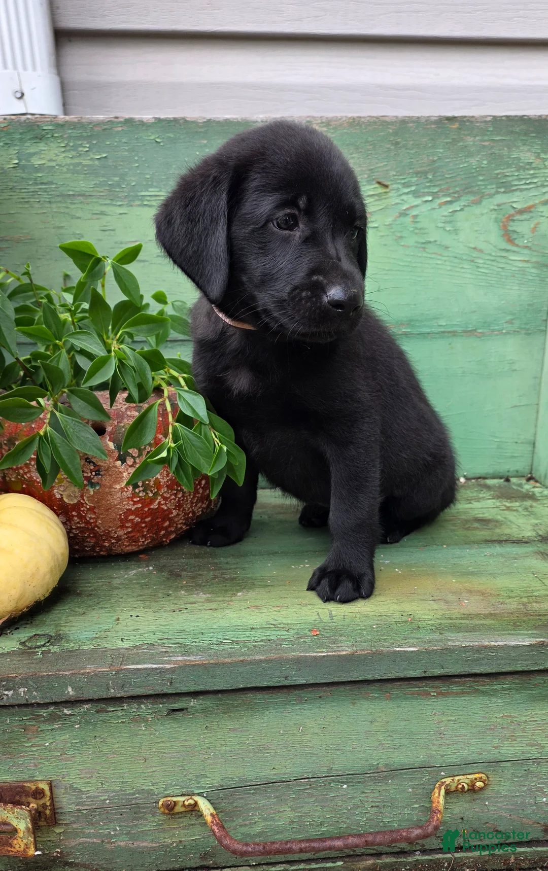 Labrador Retriever dogs for sale: Lucy - Ad 2