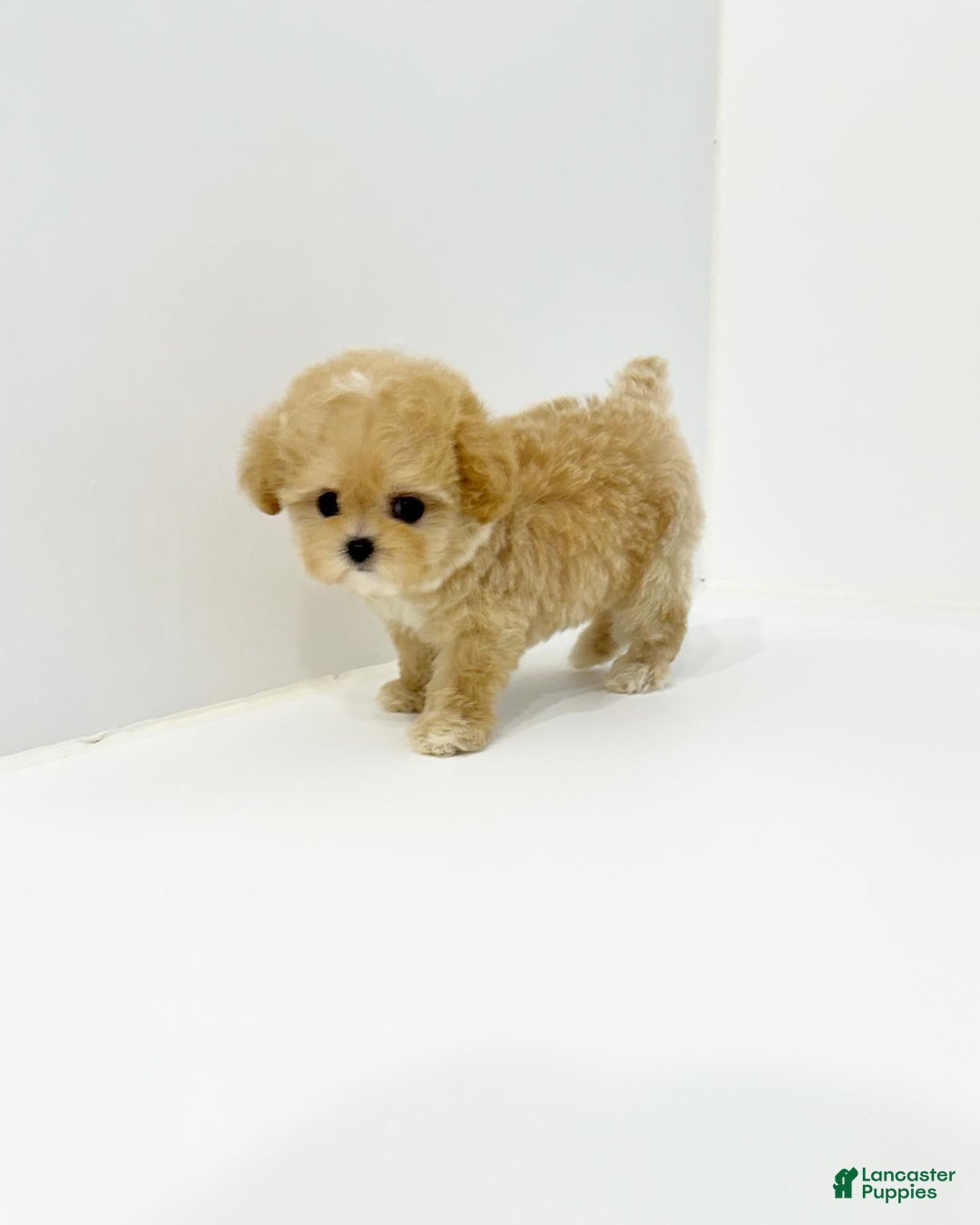Maltipoo dogs for sale: Waffles  - Ad 1