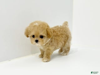 Maltipoo dogs Waffles - Ad 7