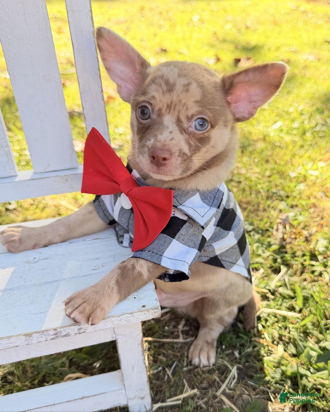 Chihuahua dogs Chihuahua 1 - Ad 2