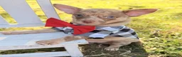 Chihuahua dogs for sale: Chihuahua 1 - Ad 2