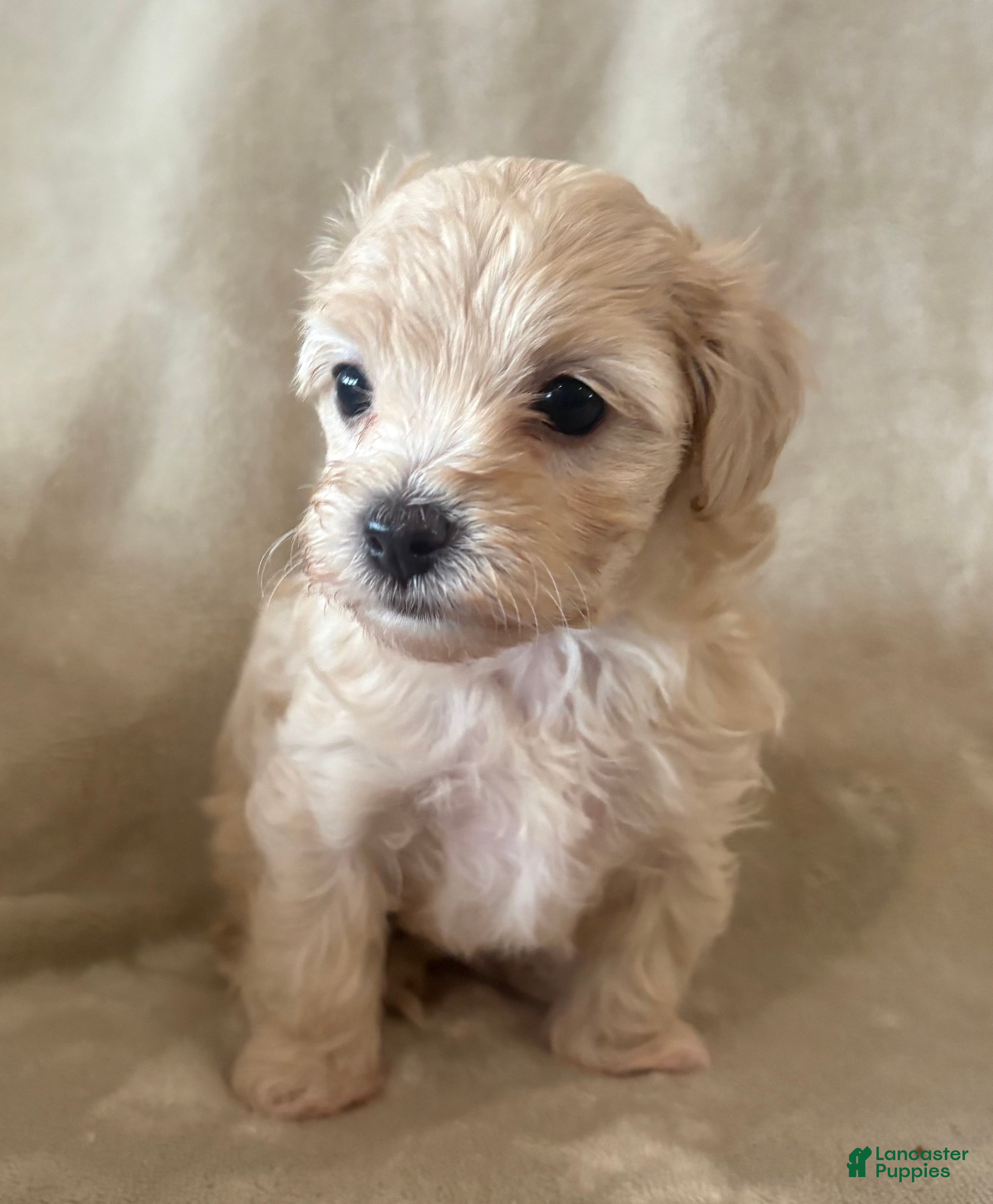 Maltipoo dogs Maple - Ad 1