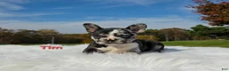 Mixed Breed dogs for sale: Tim - Ad 9