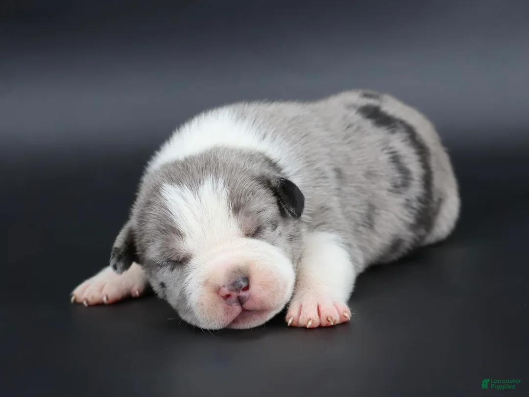 American Bully dogs for sale: Marshal - Ad 1