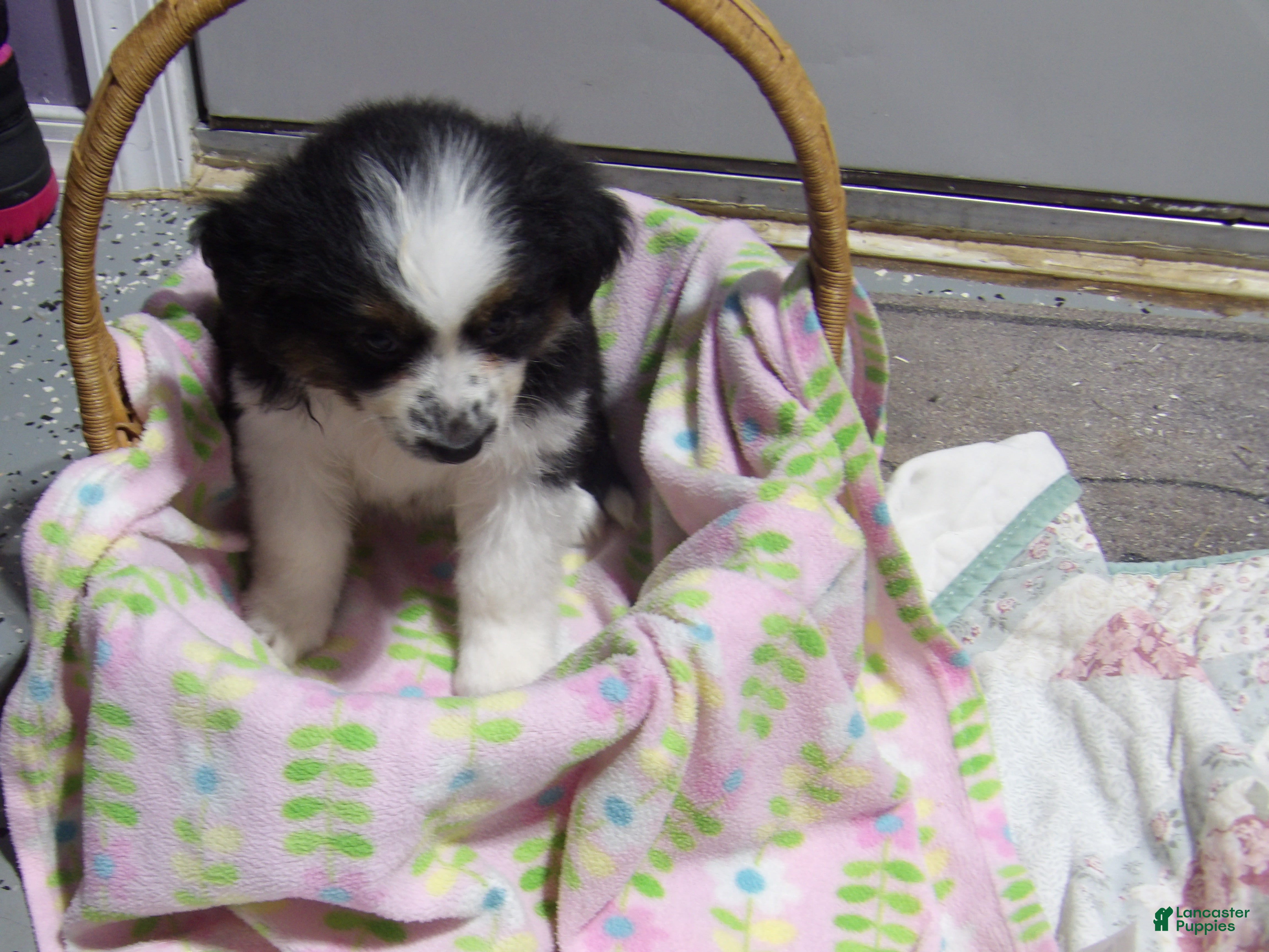 Miniature Australian Shepherd dogs Maggie - Ad 2