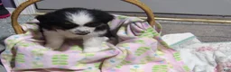 Miniature Australian Shepherd dogs for sale: Maggie - Ad 3