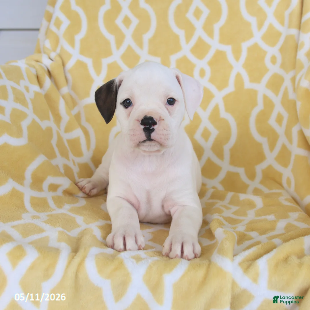 Boxer dogs for sale: Ace - Ad 1