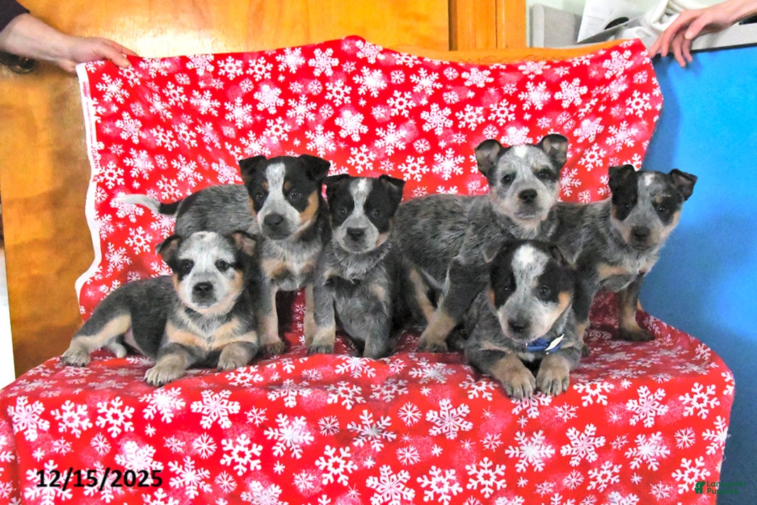 Australian Cattle Dog dogs for sale: Jinx - Ad 5