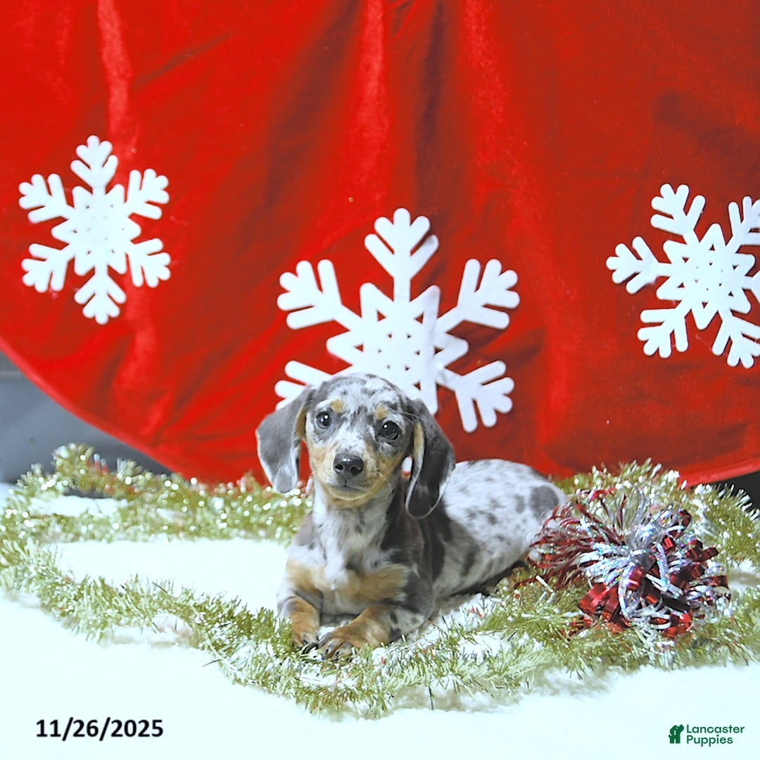 Miniature Dachshund dogs for sale: Jessa RARE COLOR - Ad 3