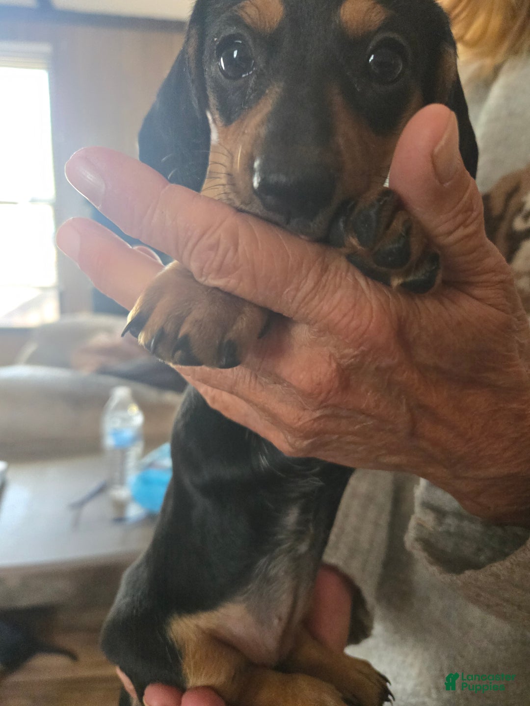 Dachshund dogs for sale: Dachshund Puppy 4 - Ad 1