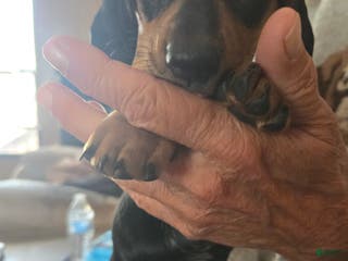 Dachshund dogs Dachshund Puppy 4 - Ad 11