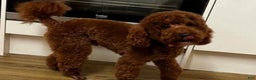 Toy Poodle dogs for sale: Lucia - Ad 5