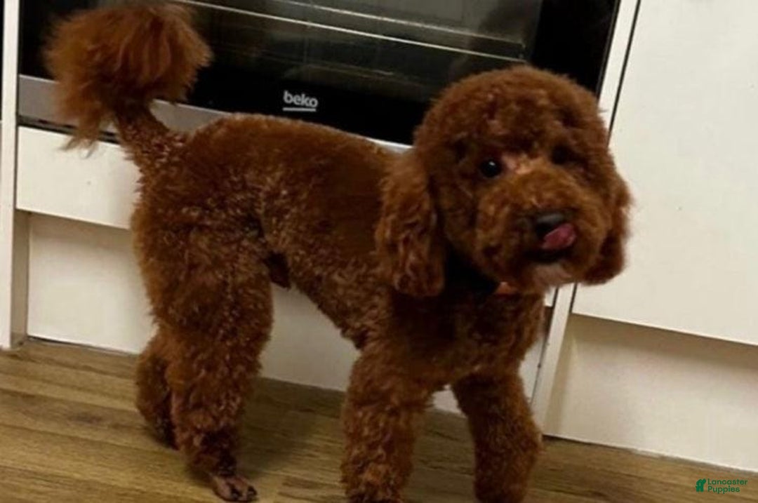 Toy Poodle dogs for sale: Lucia - Ad 5