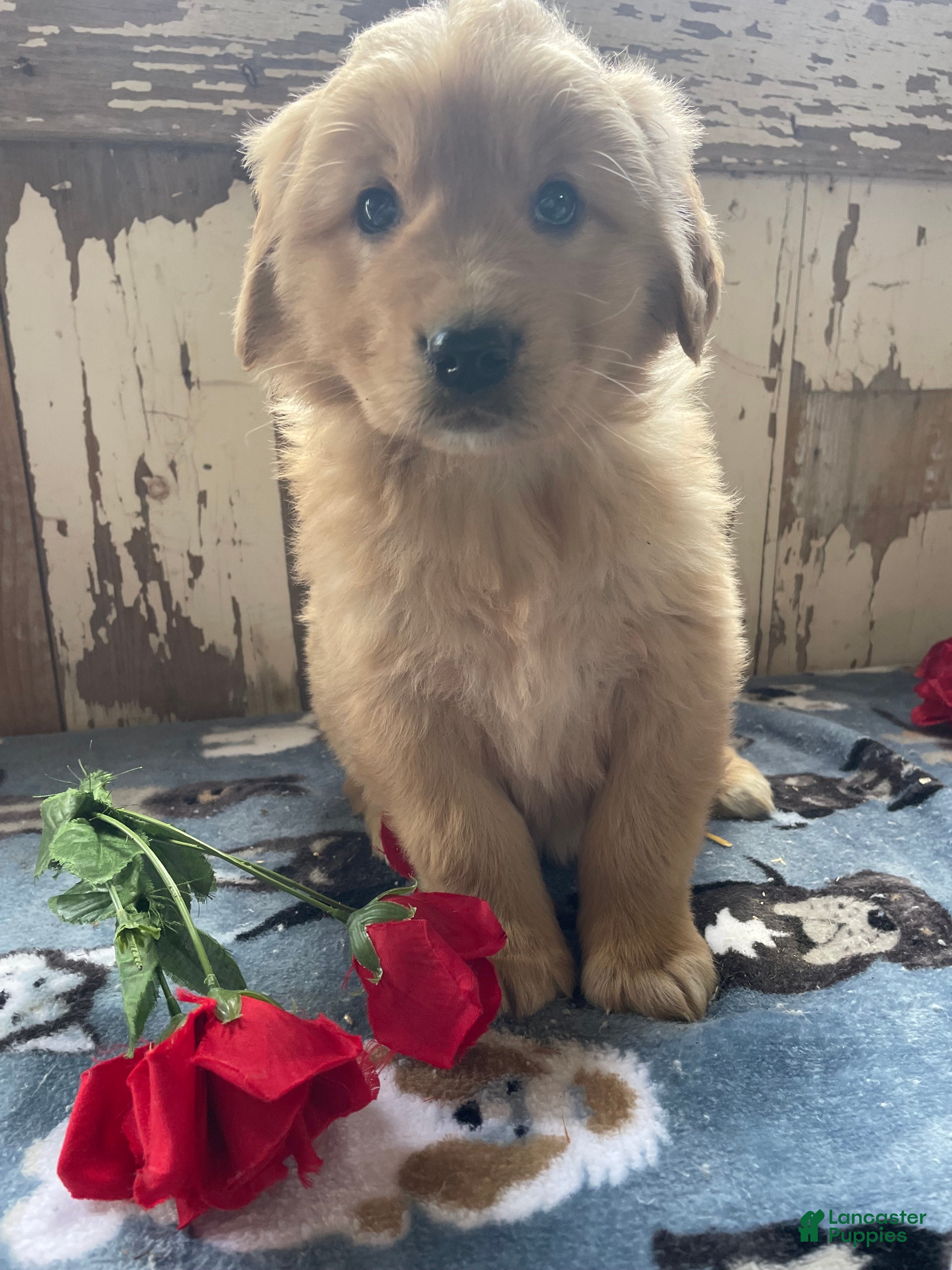 Mixed Breed dogs Boris - Ad 9