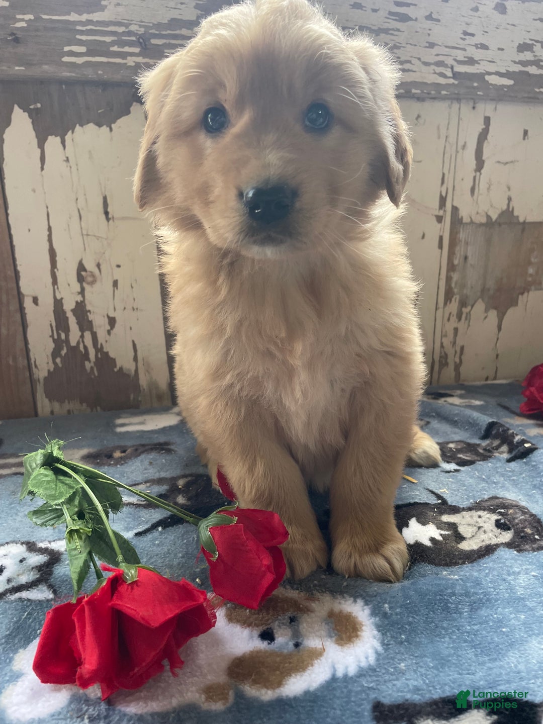 Mixed Breed dogs for sale: Boris - Ad 1