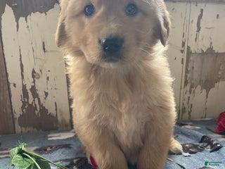 Mixed Breed dogs Boris - Ad 6