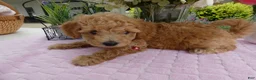Toy Poodle dogs for sale: Toy Poodle 3 Missy - Ad 3
