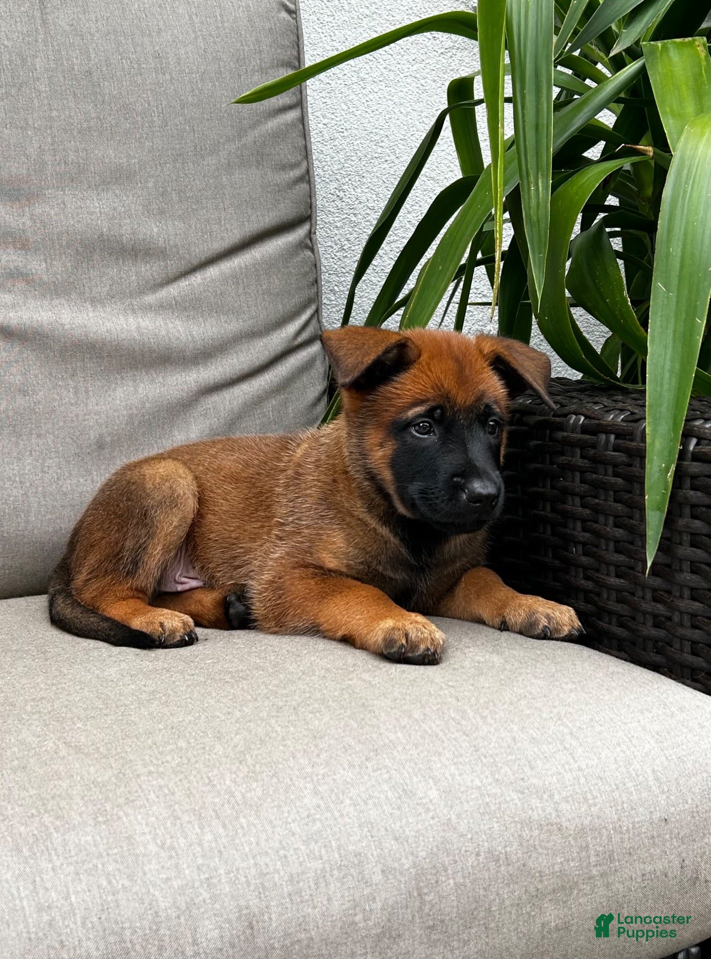 Belgian Malinois dogs Banjo - Ad 2