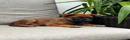 Belgian Malinois dogs for sale: Banjo - Ad 2