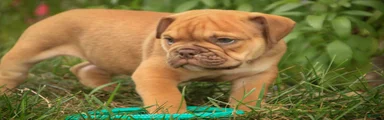 Titus English Bulldog 