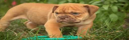 English Bulldog dogs for sale: Titus English Bulldog  - Ad 1