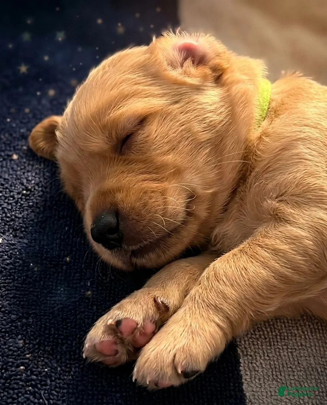 Goldendoodle dogs for sale: Simba - Ad 1