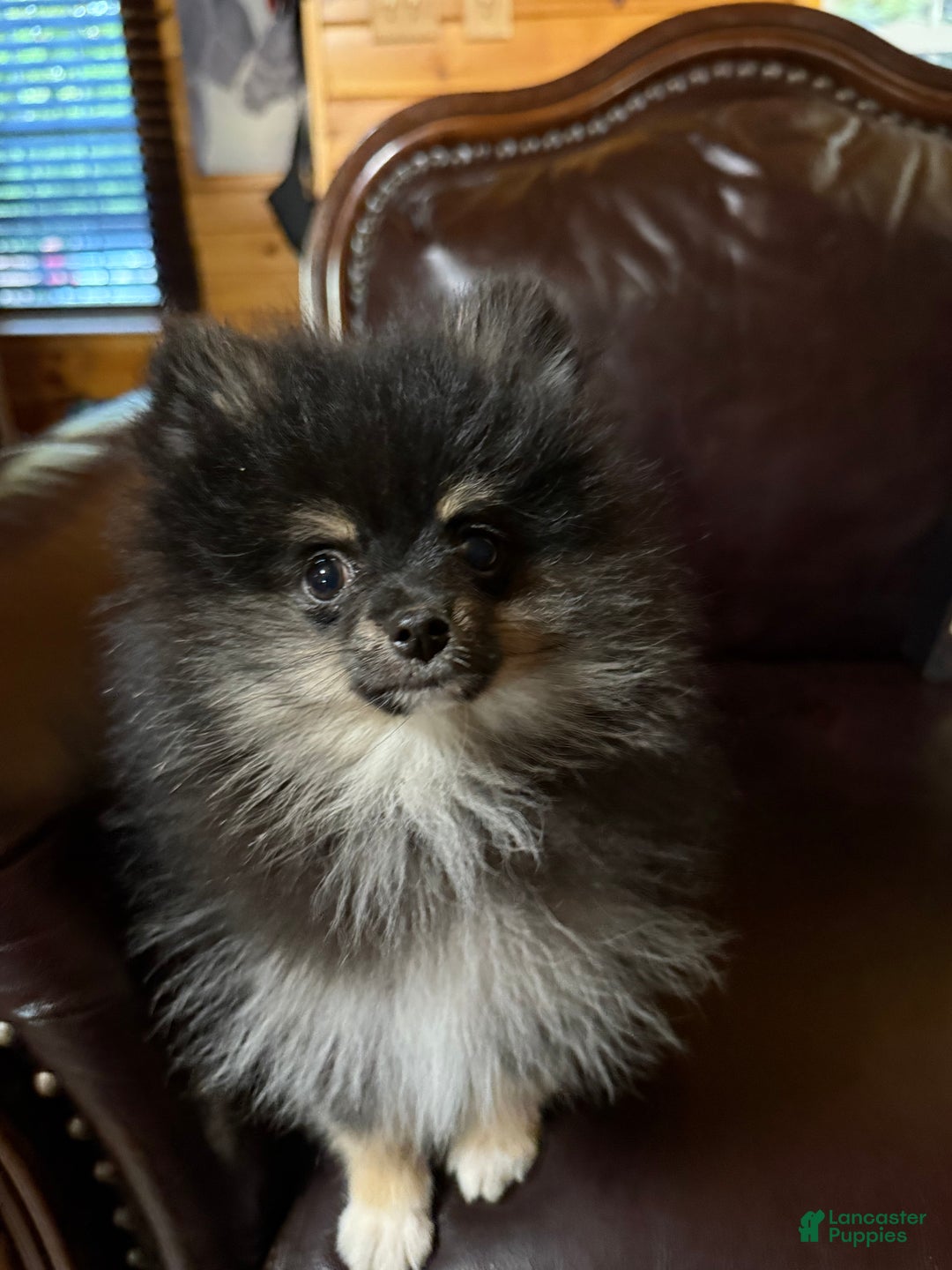 Pomeranian dogs for sale: Benji was his name~o - Ad 14