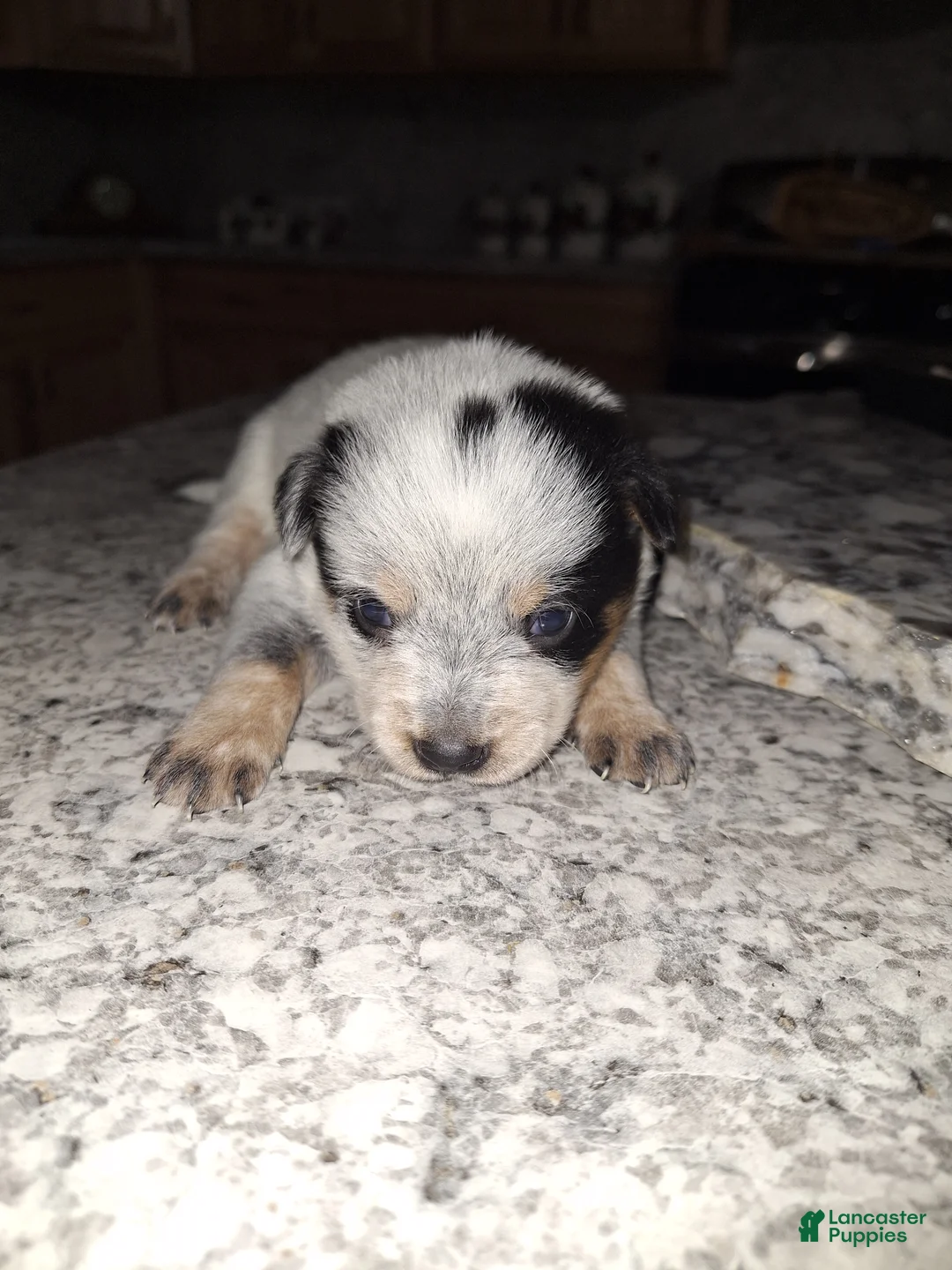 Mixed Breed dogs for sale: Mixed Breed Puppy 5 - Ad 2