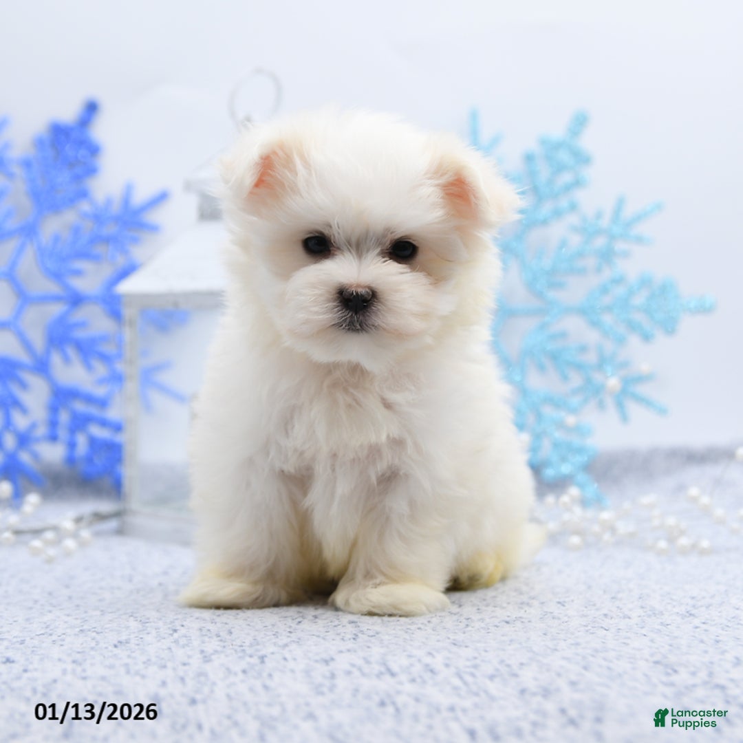 Maltese dogs for sale: Peanut  - Ad 3