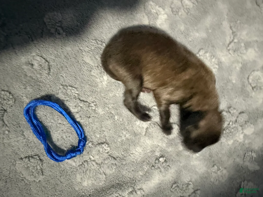 Belgian Malinois dogs for sale: Blue Collar - Ad 2