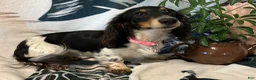 Miniature Dachshund dogs for sale: Miniature Dachshund 1 - Ad 2