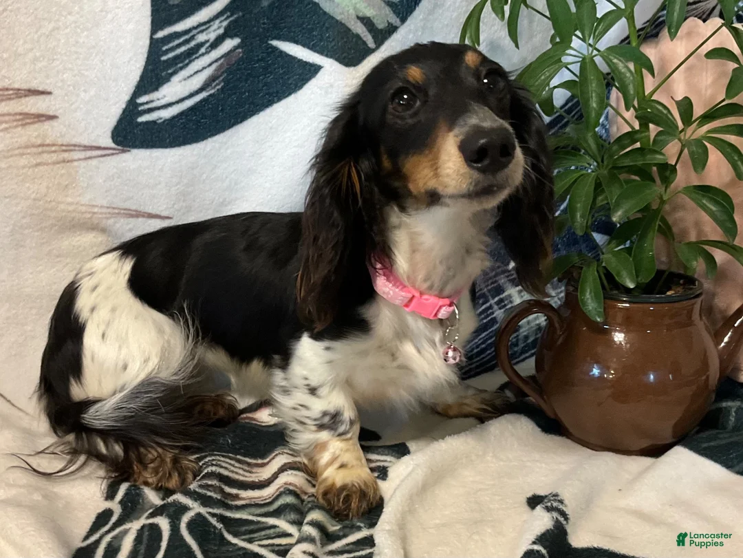 Miniature Dachshund dogs for sale: Miniature Dachshund 1 - Ad 2