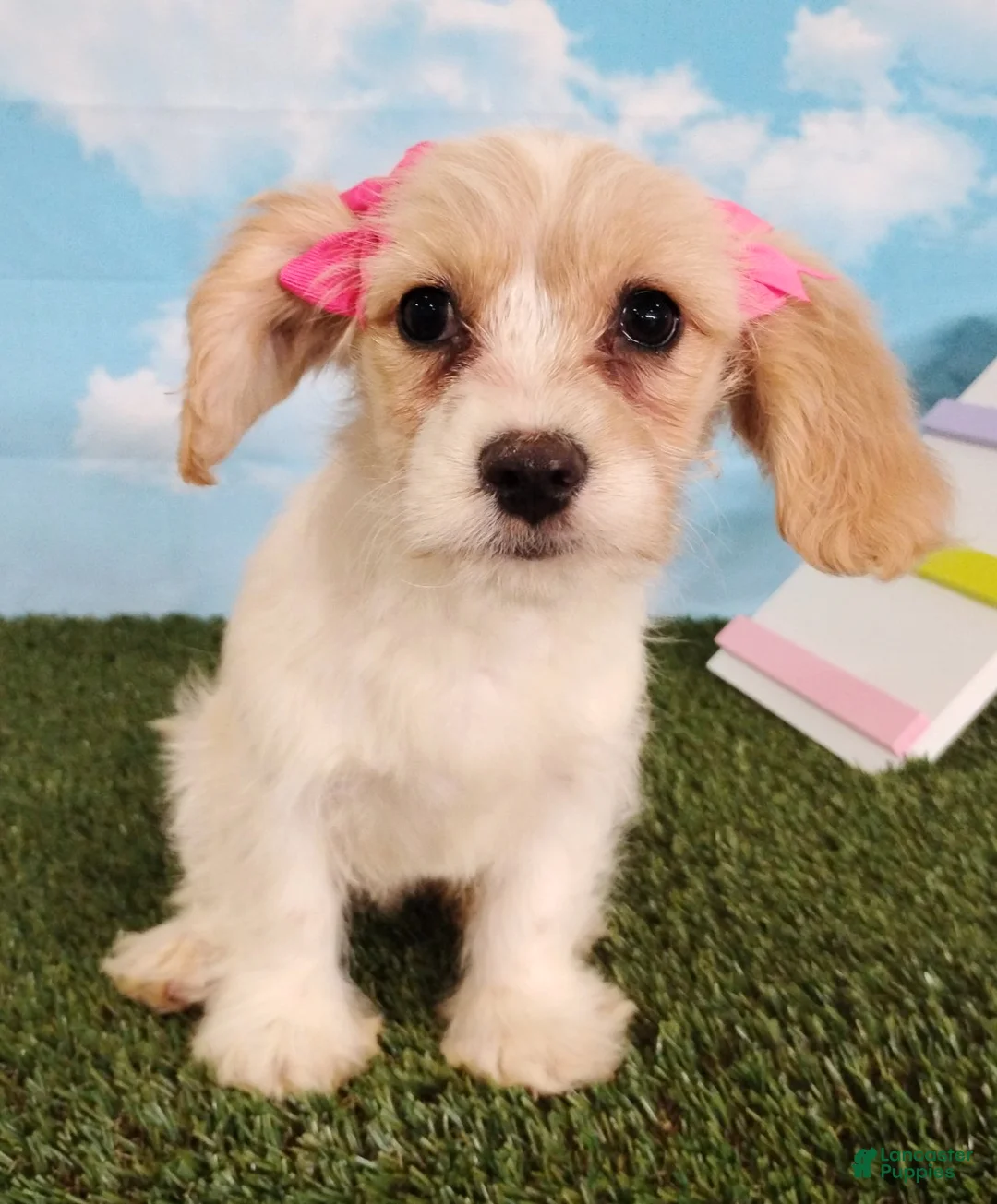 Cavachon dogs for sale: Bella - Ad 5