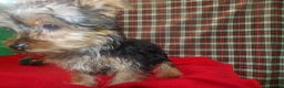 Yorkshire Terrier dogs for sale: Stewie - Ad 4