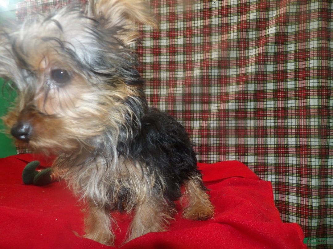 Yorkshire Terrier dogs for sale: Stewie - Ad 4