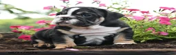 English Bulldog dogs for sale: Wolfgang - Ad 4