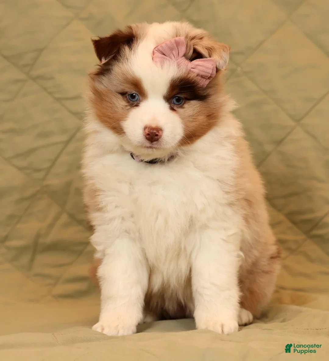 Miniature Australian Shepherd dogs for sale: Carmen - Ad 5