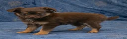 Chihuahua dogs for sale: Hailey - Ad 4
